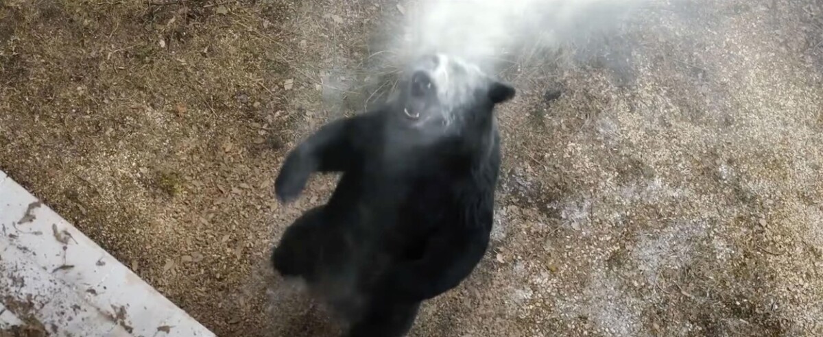 Medveď na kokse