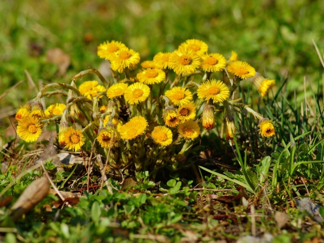 podbeľ