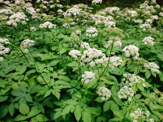 kozonoha