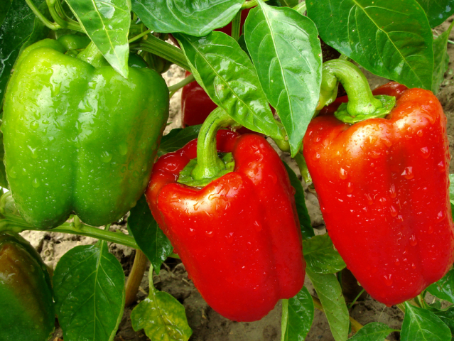 paprika