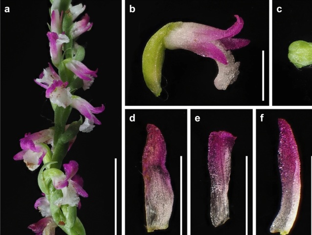 orchidea