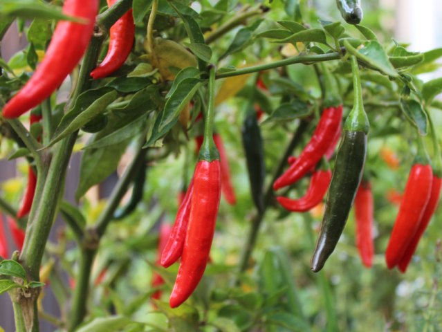 kayenská paprika