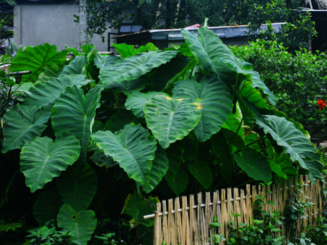 taro