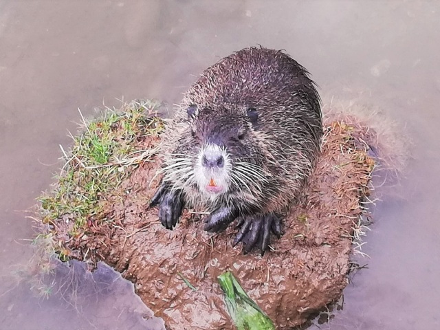 nutrie, Piešťany