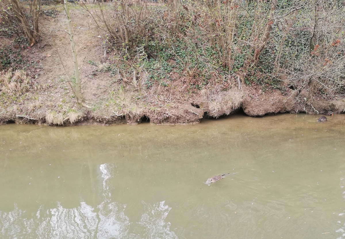 nory, nutrie, Piešťany