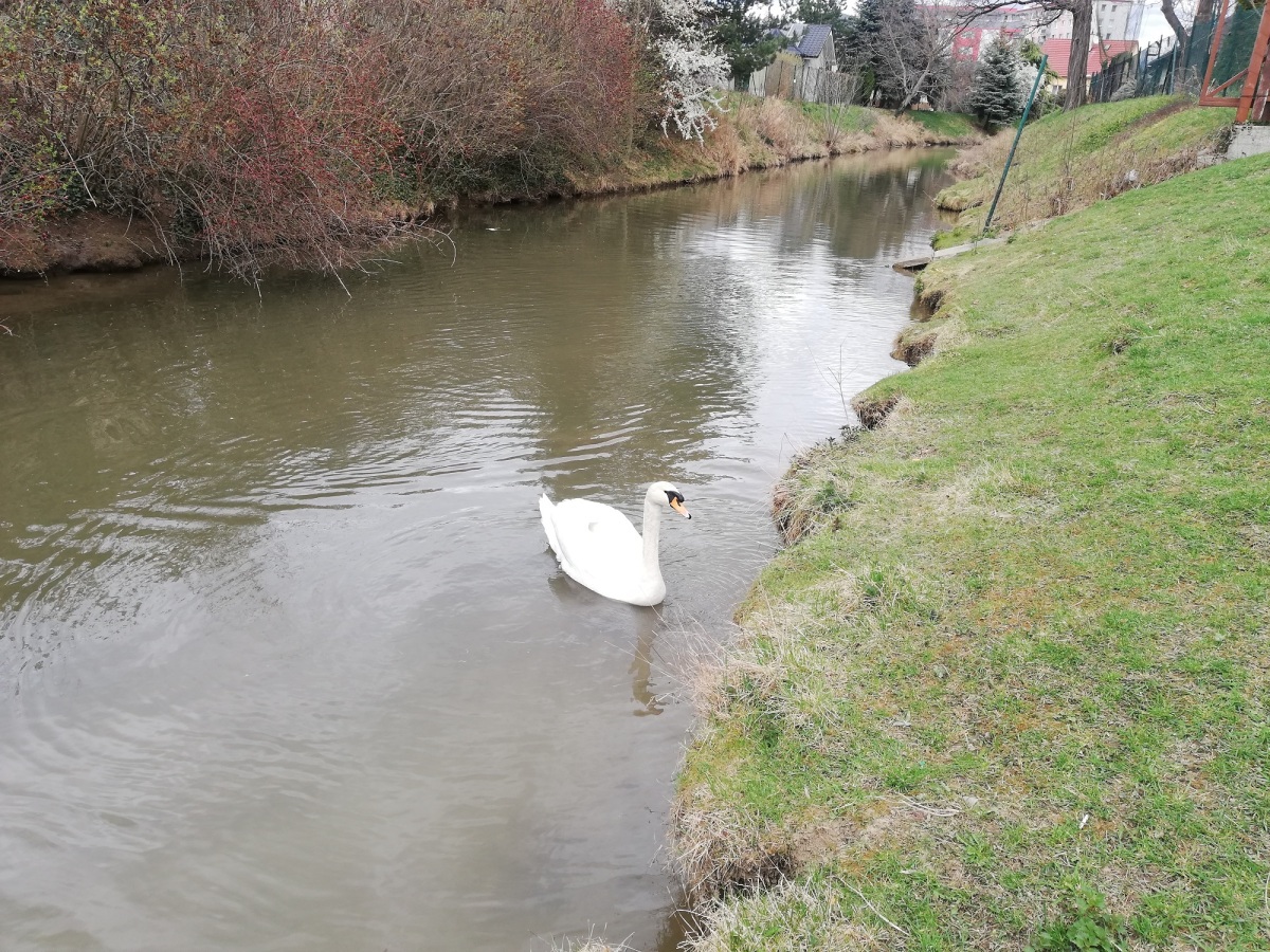 nory, nutrie, Piešťany