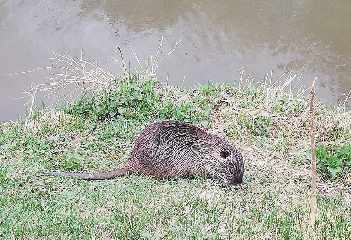 nutria, Piešťany