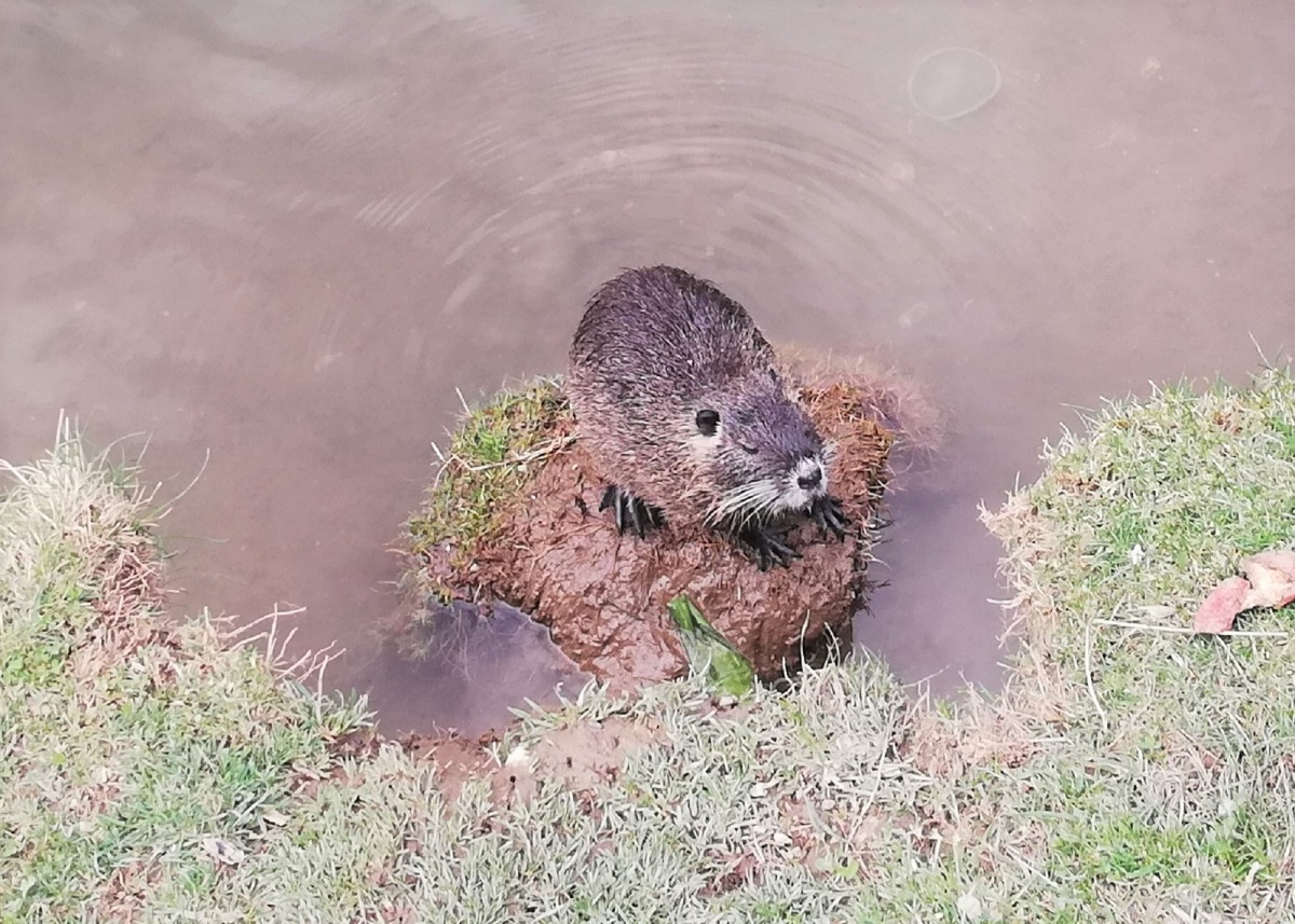 nutria, Piešťany