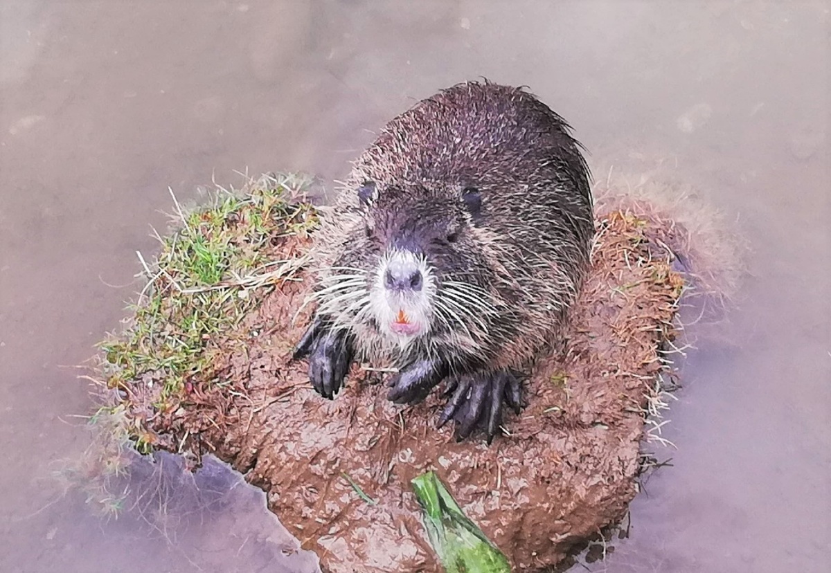 nutrie, Piešťany