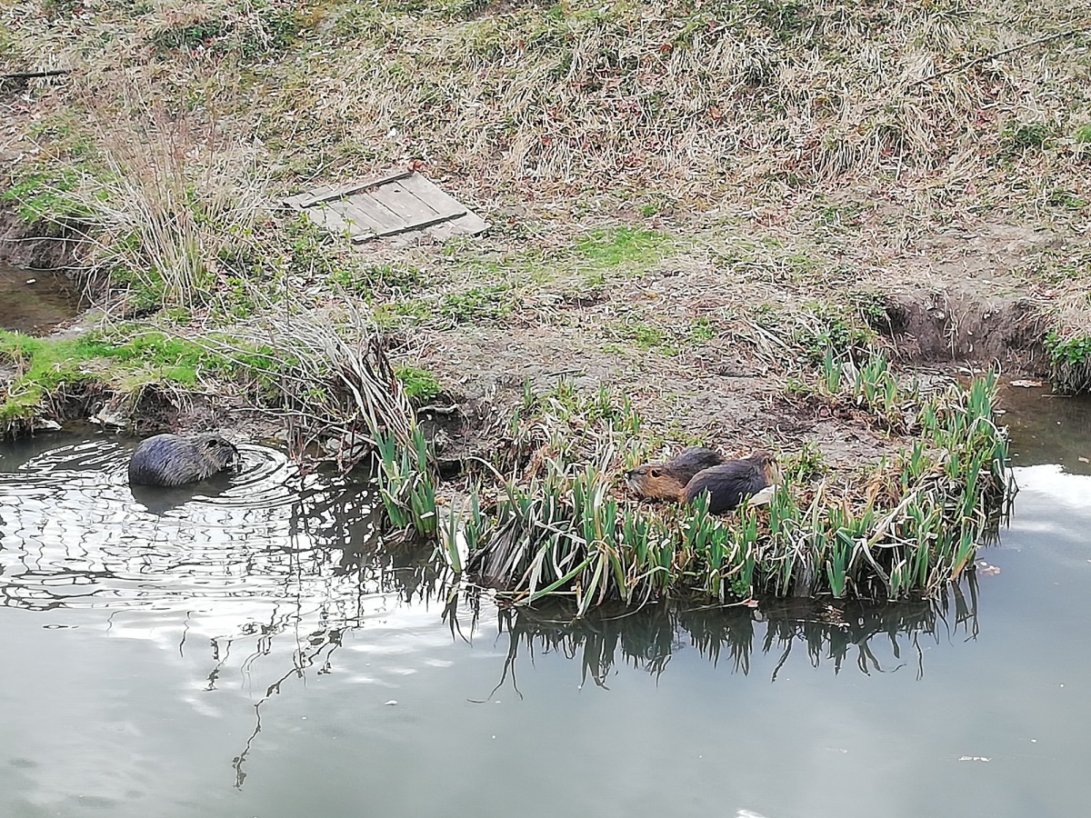 nutrie, Piešťany