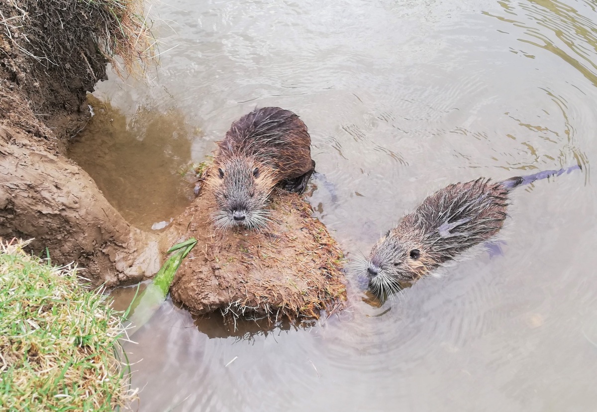 nutrie, Piešťany