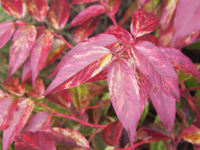 Leucothoe walteri