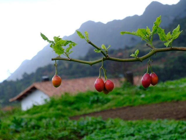 tamarillo