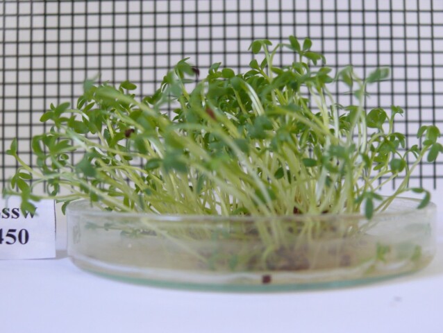 rastlina