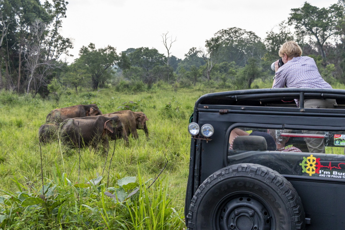 Srí Lanka, safari, slony, džíp