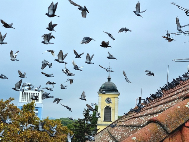 Holuby, Šaľa, odchyt, strecha
