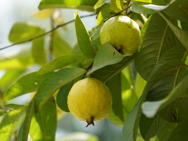 guajava