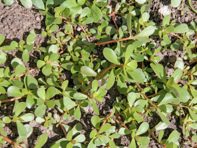 portulaka