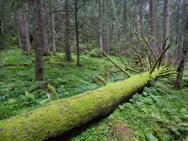 fagaras, divocina, prales, rumunsko, mrtve drevo