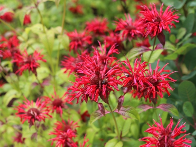 monarda
