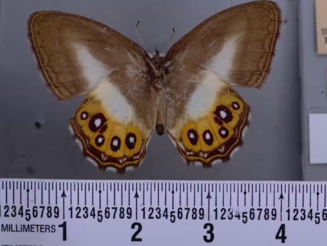 motyl