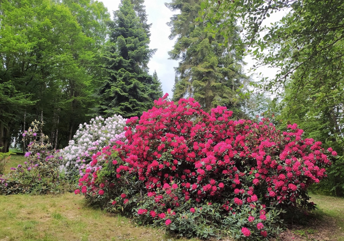 kvitnúce arborétum, Zvolen