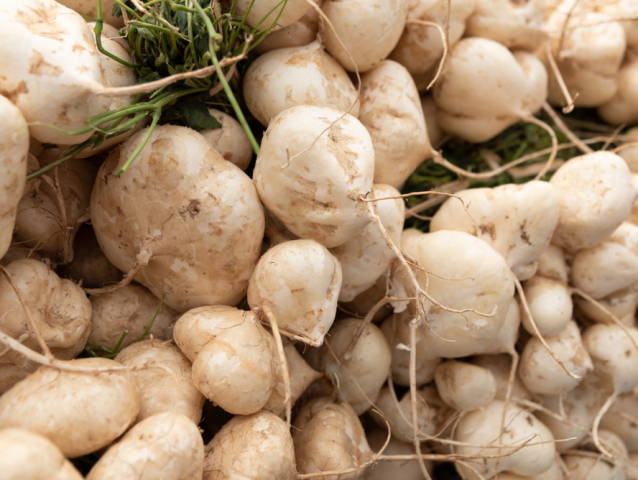jicama