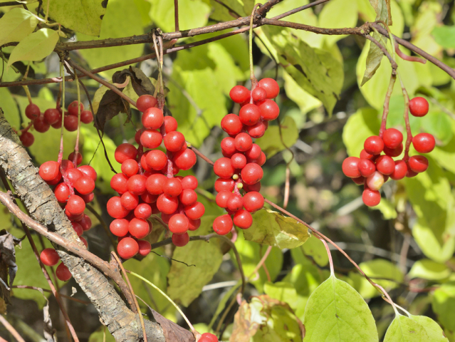 schizandra