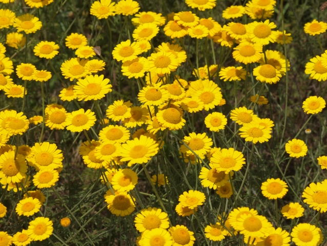 rumanovec