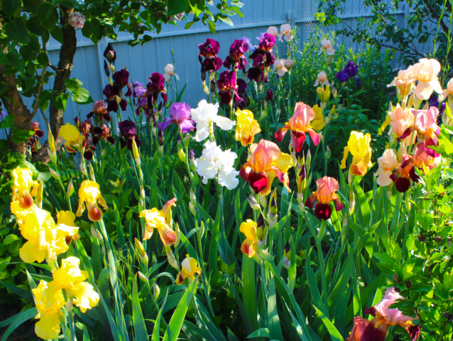 kosatce