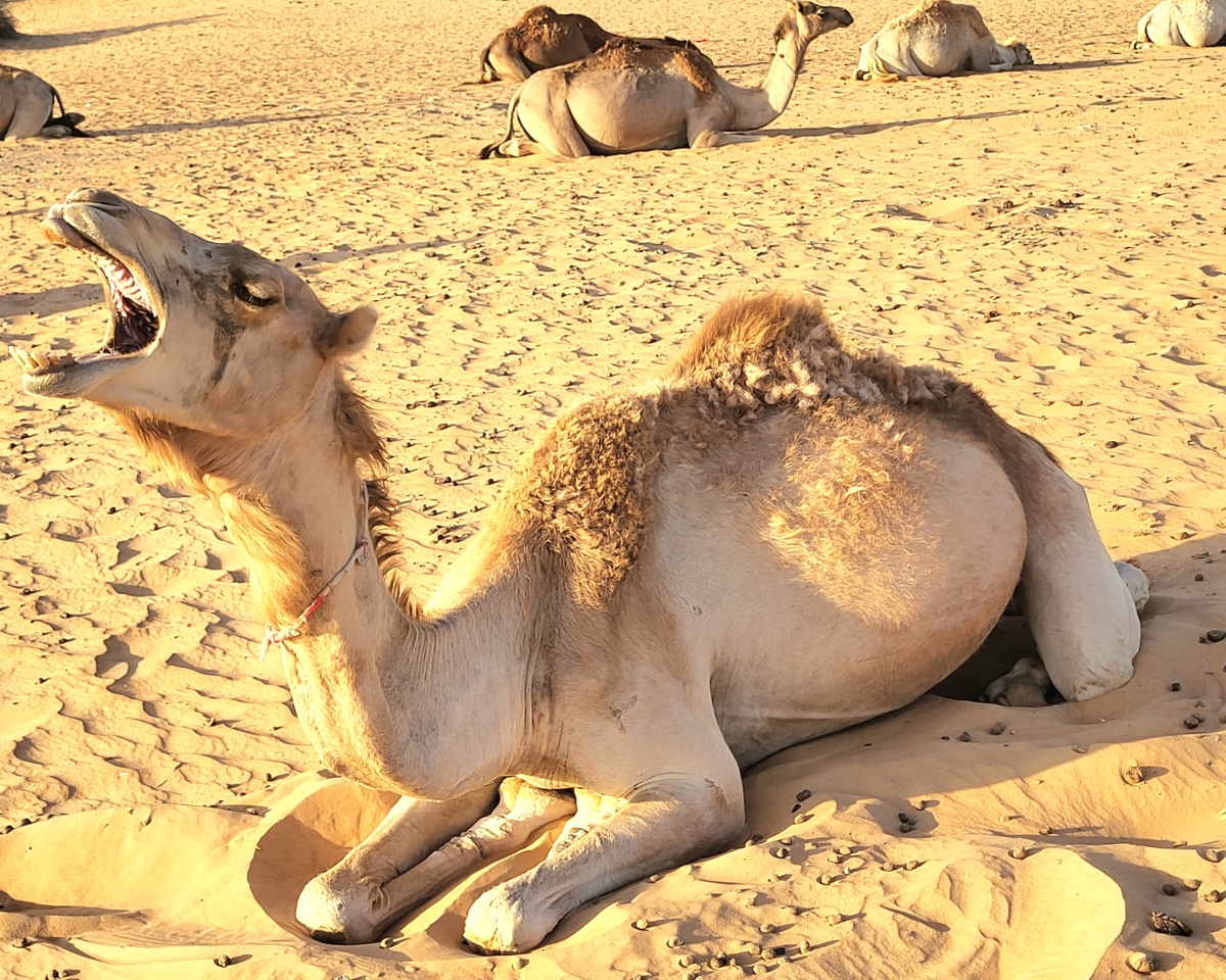 ťava, Dubaj, púšť