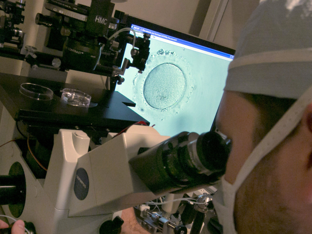 embryológ, embryo