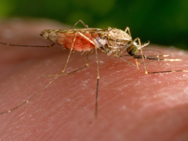 Mosquito Malaria