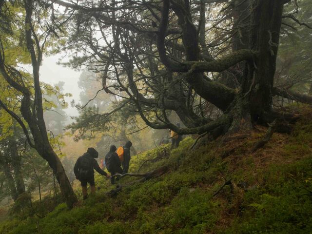 ticha dolina, limba, prales