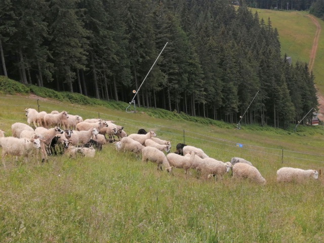 ovečky, Jasná, zjazdovky