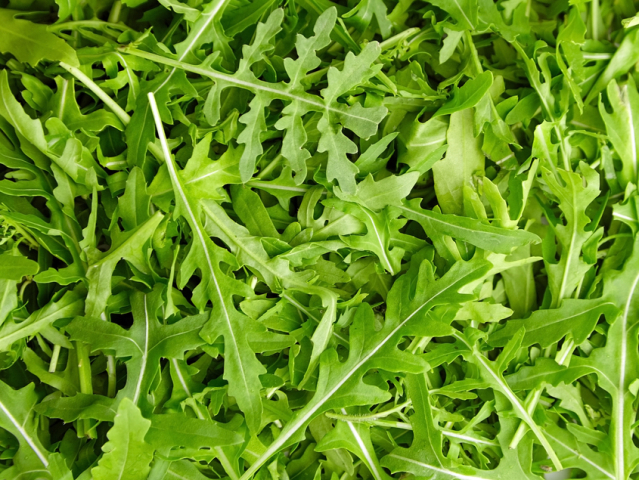 rukola