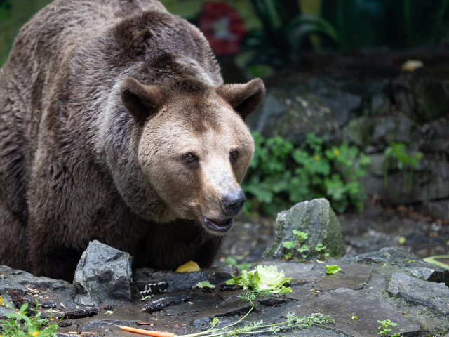 Medveď ZOO