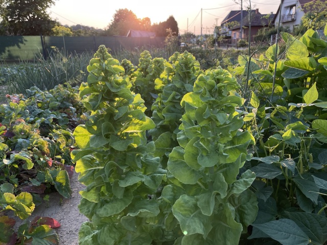 salat hlavkovy vykvitnutie