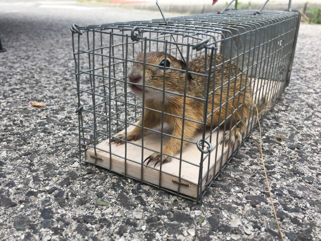 syseľ odchyt