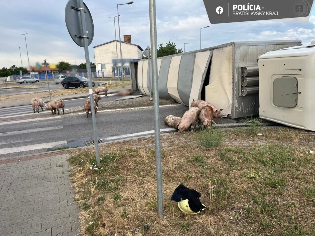 kamíon prasa senec ošípané