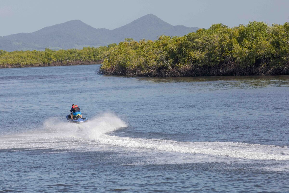 honduras, cedeno, mangrovy