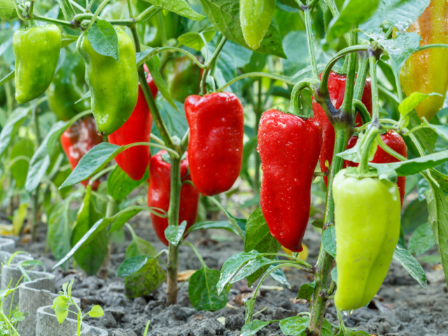 paprika
