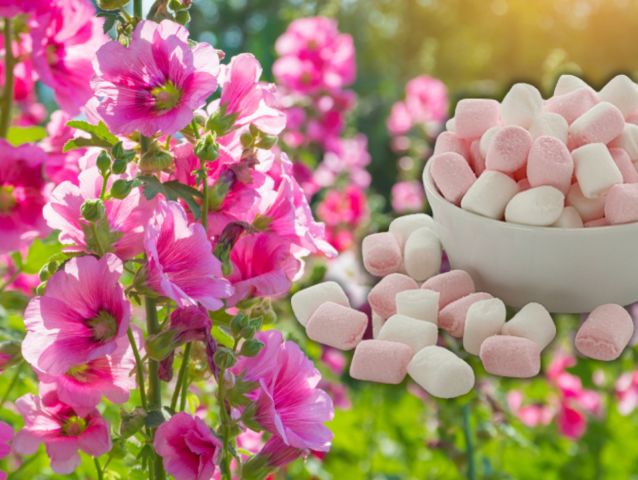 topoľovka, marshmallows, cukríky