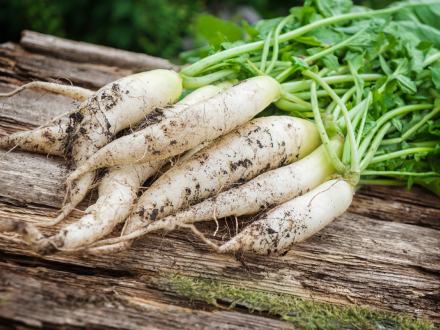 reďkev, japonská reďkev, daikon