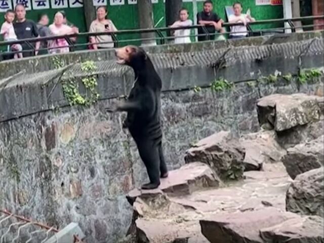 NEPOUZ, medveď, zoo