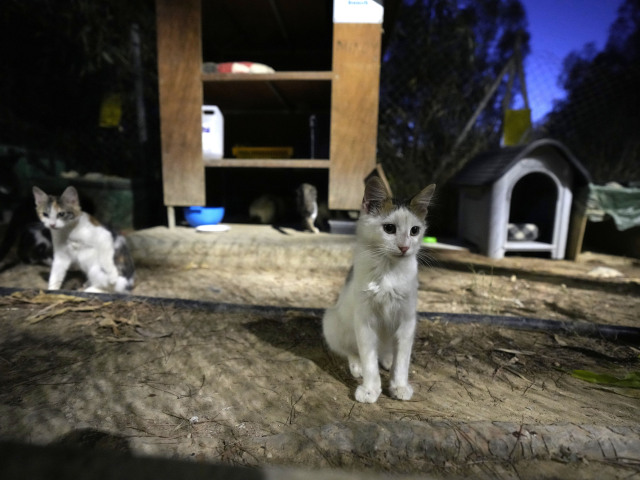 mačky, cyprus, koronavírus
