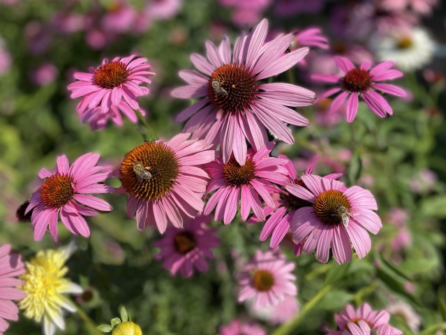 echinacea purpurová