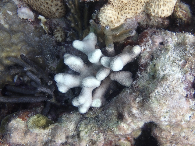 biely koral, bielenie, bleaching