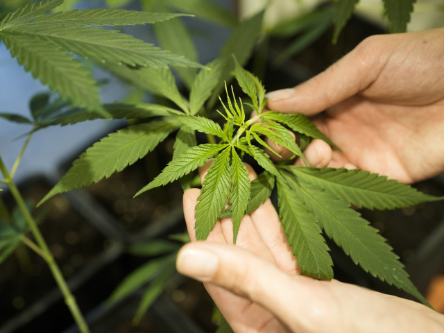 cannabis, marihuana, konope