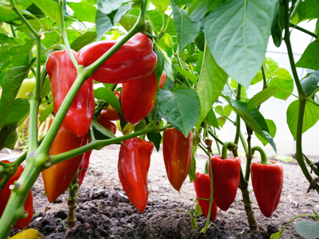 paprika